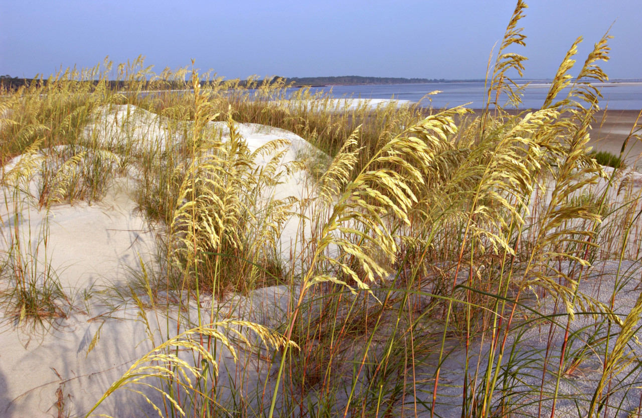 07/20/04--Photo by Will Dickey--Sea oats thrive on Little Bird Island near the Big Talbot Island State Park.