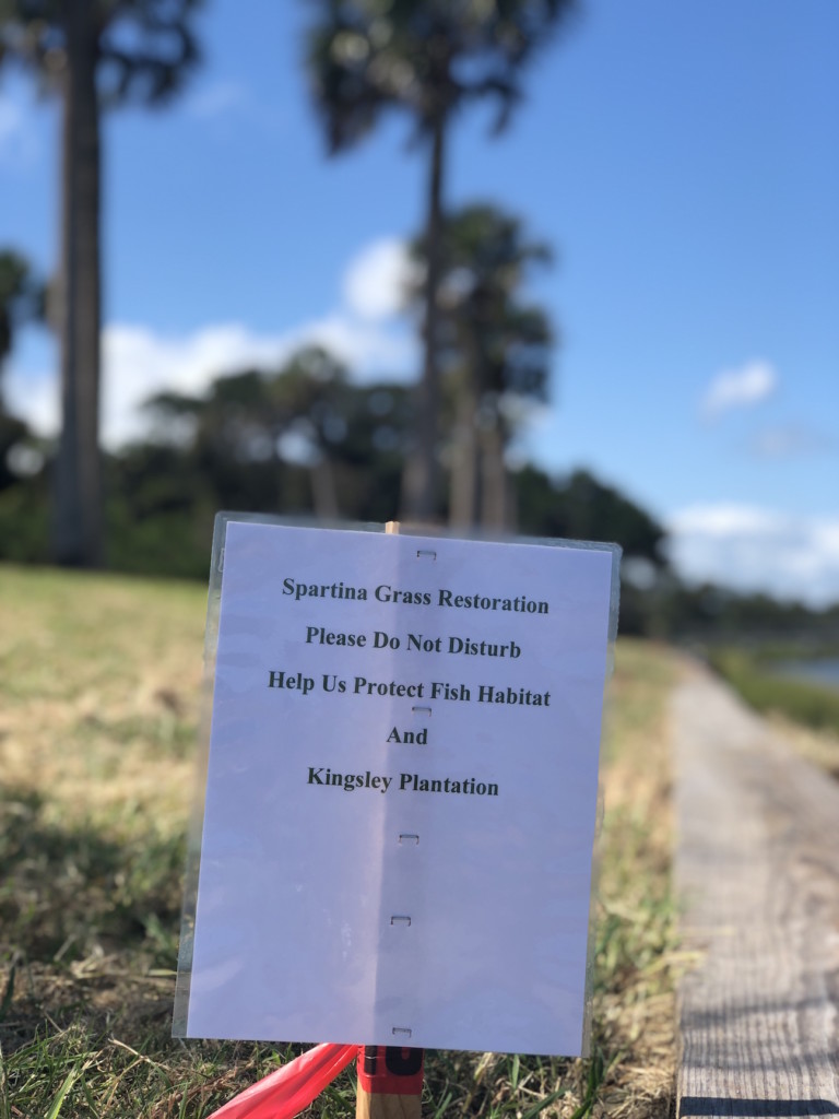 Paper sign in foreground stating Spartina Planting is taking place at Kingsley Plantation shoreline with palm trees in background